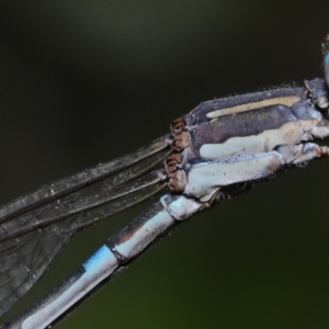 Austrolestes leda at Wellington Point, QLD - suppressed