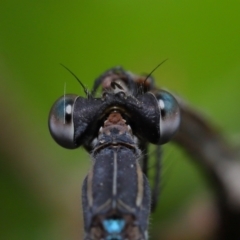 Austrolestes leda at Wellington Point, QLD - suppressed