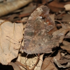 Melanitis leda (Evening Brown) at Ormiston, QLD - 16 Aug 2023 by TimL