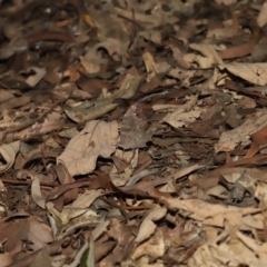 Melanitis leda at Ormiston, QLD - 16 Aug 2023