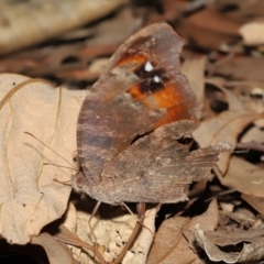 Melanitis leda at Ormiston, QLD - 16 Aug 2023 10:36 AM