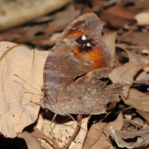 Melanitis leda at Ormiston, QLD - 16 Aug 2023