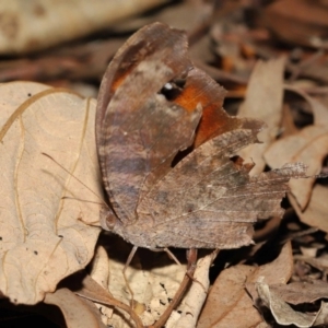 Melanitis leda at Ormiston, QLD - 16 Aug 2023