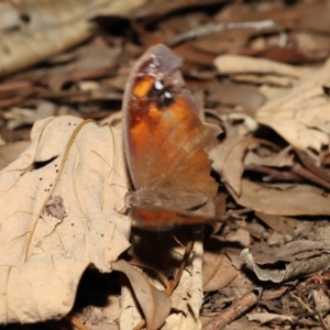 Melanitis leda at Ormiston, QLD - 16 Aug 2023 10:36 AM