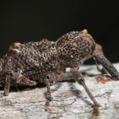 Orthorhinus cylindrirostris (Elephant Weevil) at Ormiston, QLD - 16 Aug 2023 by TimL