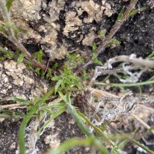 Wahlenbergia graniticola at Paddys River, ACT - 13 Aug 2023 02:13 PM