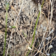 Wahlenbergia graniticola at Paddys River, ACT - 13 Aug 2023 02:13 PM