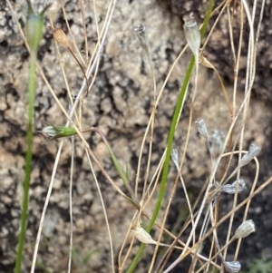 Wahlenbergia graniticola at Paddys River, ACT - 13 Aug 2023