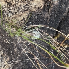 Wahlenbergia graniticola at Paddys River, ACT - 13 Aug 2023 02:13 PM