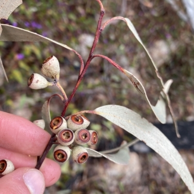 Eucalyptus sieberi (Silvertop Ash) at Namadgi National Park - 13 Aug 2023 by Ned_Johnston