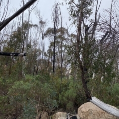 Eucalyptus sieberi at Paddys River, ACT - 13 Aug 2023 01:08 PM