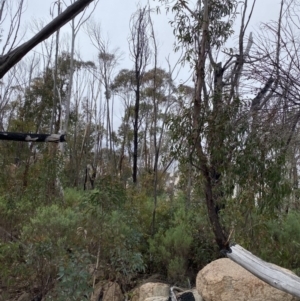 Eucalyptus sieberi at Paddys River, ACT - 13 Aug 2023
