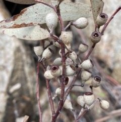 Eucalyptus sieberi at Paddys River, ACT - 13 Aug 2023 01:08 PM