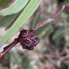 Eucalyptus sieberi at Paddys River, ACT - 13 Aug 2023 01:08 PM