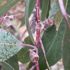 Eucalyptus sieberi at Paddys River, ACT - 13 Aug 2023 01:08 PM