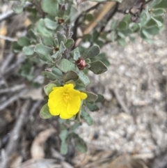 Hibbertia obtusifolia (Grey Guinea-flower) at Paddys River, ACT - 13 Aug 2023 by NedJohnston