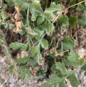 Asplenium subglandulosum at Paddys River, ACT - 13 Aug 2023 12:49 PM