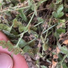 Asplenium subglandulosum at Paddys River, ACT - 13 Aug 2023