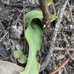 Glossodia major (Wax Lip Orchid) at Paddys River, ACT - 13 Aug 2023 by NedJohnston