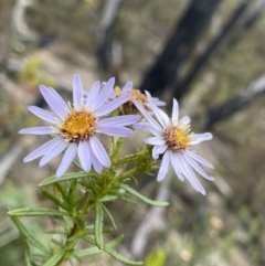 Olearia tenuifolia (Narrow-leaved Daisybush) at Paddys River, ACT - 13 Aug 2023 by Ned_Johnston