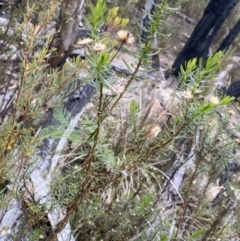 Olearia tenuifolia at Paddys River, ACT - 13 Aug 2023