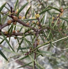 Acacia siculiformis (Dagger Wattle) at Paddys River, ACT - 13 Aug 2023 by NedJohnston