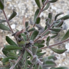 Persoonia rigida (Hairy Geebung) at Paddys River, ACT - 13 Aug 2023 by NedJohnston