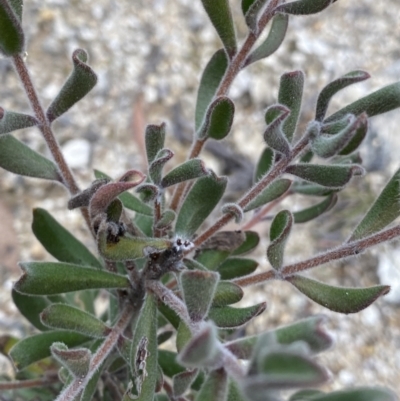 Persoonia rigida (Hairy Geebung) at Paddys River, ACT - 13 Aug 2023 by NedJohnston