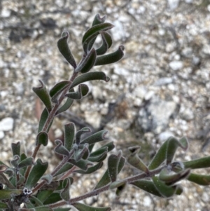 Persoonia rigida at Paddys River, ACT - 13 Aug 2023