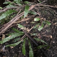 Blechnum patersonii subsp. patersonii (Strap Water Fern) at Paddys River, ACT - 13 Aug 2023 by Ned_Johnston