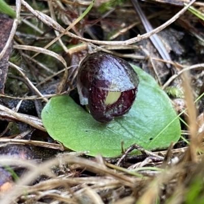 Corysanthes incurva (Slaty Helmet Orchid) at Fadden, ACT - 12 Aug 2023 by Ned_Johnston