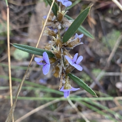 Hovea heterophylla (Common Hovea) at Fadden, ACT - 13 Aug 2023 by NedJohnston