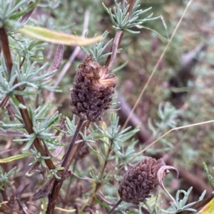 Lavandula stoechas at Fadden, ACT - 13 Aug 2023