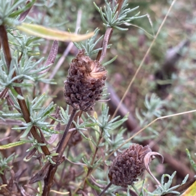 Lavandula stoechas (Spanish Lavender or Topped Lavender) at Wanniassa Hill - 12 Aug 2023 by Ned_Johnston