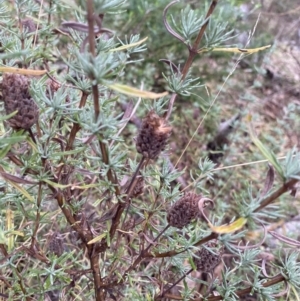 Lavandula stoechas at Fadden, ACT - 13 Aug 2023