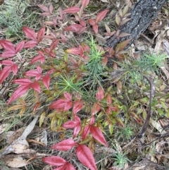 Nandina domestica (Sacred Bamboo) at Fadden, ACT - 12 Aug 2023 by Ned_Johnston