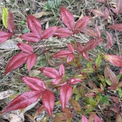 Nandina domestica at Fadden, ACT - 13 Aug 2023