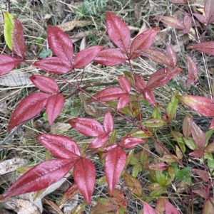 Nandina domestica at Fadden, ACT - 13 Aug 2023