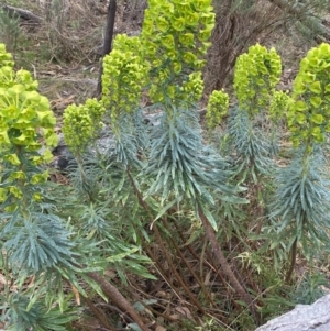 Euphorbia characias at Fadden, ACT - 13 Aug 2023