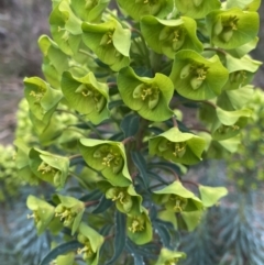 Euphorbia characias at Fadden, ACT - 13 Aug 2023