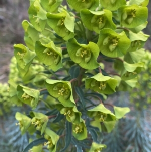 Euphorbia characias at Fadden, ACT - 13 Aug 2023 08:57 AM