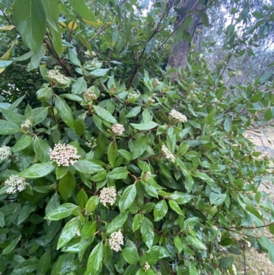 Viburnum tinus (Laurustinus) at Fadden, ACT - 13 Aug 2023 by NedJohnston