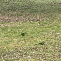 Polytelis swainsonii (Superb Parrot) at Lake Burley Griffin Central/East - 17 Aug 2023 by WalterEgo