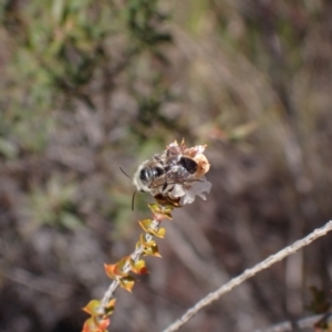 Leioproctus sp. (genus) at Hazelbrook, NSW - 12 Aug 2023