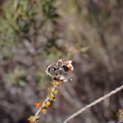 Leioproctus sp. (genus) at Hazelbrook, NSW - 12 Aug 2023