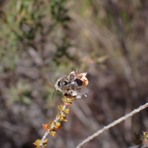 Leioproctus sp. (genus) at Hazelbrook, NSW - 12 Aug 2023