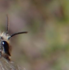 Leioproctus sp. (genus) at Hazelbrook, NSW - 12 Aug 2023