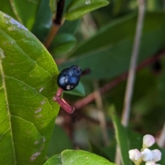 Viburnum tinus (Laurustinus) at Belconnen, ACT - 18 Aug 2023 by CattleDog