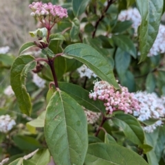 Viburnum tinus at Belconnen, ACT - 18 Aug 2023 09:15 AM