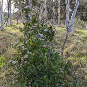 Viburnum tinus at Belconnen, ACT - 18 Aug 2023 09:15 AM